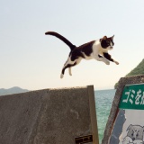 佐柳島（猫島）で猫釣ってきた（画像あり）