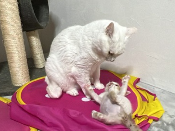 猫先生、猫師匠、猫親方　20260816
