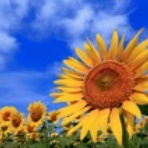 中杉　弘のブログ