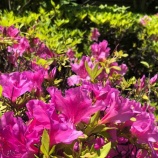 �ء�ī�Τ������ۡ����ڤʤ�Τ����ʤ����������˻פäưռ����ʤ�����ɡ����ä����ˤ��β��ͤ�´����������������ߤ��줫��μ����ɤ��֤��ơ�ͭ�ꤷ���Τ��Ȥ�פ��ޤ������٤β���