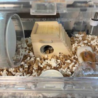 新I love ハムスター ハムスターの飼育日記＆グッズレビュー