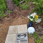 草原のセーラと野原のジャニスとグレイシー