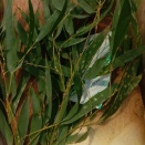 いただきモノなのだー春の宝物ー