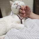 夫のなでなで