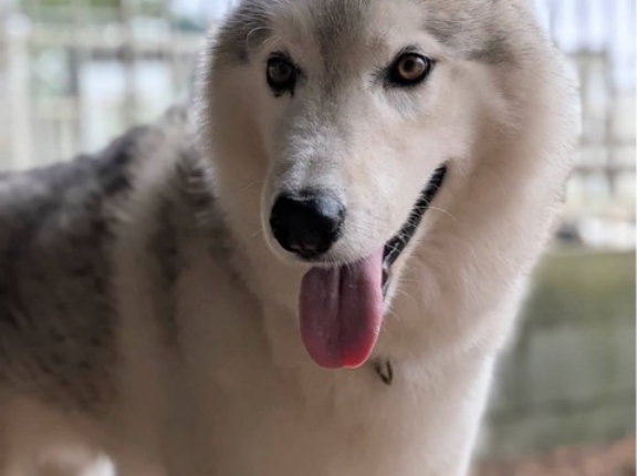 脂質マネジメントのご支援のお願い🙇‍♀️🐶🙇‍♀️