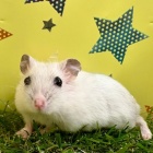 『 新しい小動物の紹介です🐹』の画像