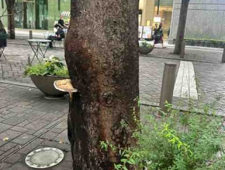 丸の内の野生きのこ