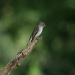 治水緑地の野鳥日記