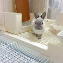 うさぎのルリ(12/23追記)