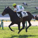 占い競馬予想　第８６回菊花賞