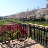 『サクラが咲いたよ・２０１９・PEPCYCLE　NS－D1』の画像