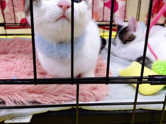 昨日は秘密結社ねこのひげ譲渡会♪