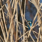 チャリノボ日記