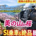 【関東の吉野山】蓑山の満開桜と秩父鉄道の旅｜SLパレオエクスプレス乗車＆絶品・豚玉丼も満喫！
