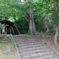 蔵出し画像金龍寺のアオバズク2🦉📸（太田市）