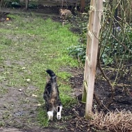 うちの猫が他所様のお宅でしていること