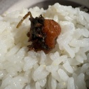 奥伊予から稲木米　予約販売開始します！