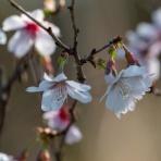 楽のデジカメ散歩