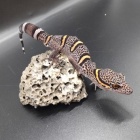 『爬虫類入荷情報！』の画像