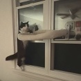 猫に「窓を閉めてもらう」システムが完成する（動画）