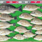 竹村貸舟店【高知県 浦ノ内湾～宇佐～須崎市横浪半島沖の船釣り】釣果情報 & ブログ