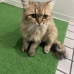 保護猫譲渡るーむ（仙台市　あにまるロック診療所）