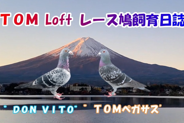 ＴＯＭ Ｌｏｆｔ ” の レース鳩 飼育日誌 - 鳩友