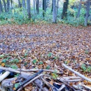 またまた熊の話🐻