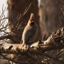 ヒレンジャクいろいろストーリー　こまぶら