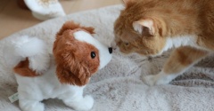 ためらう猫。
