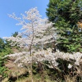 春の高尾山に登ってみる
