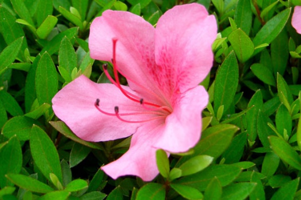 キツネの花散歩 ツツジ科