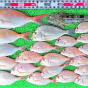 2026年5月17日　釣果
