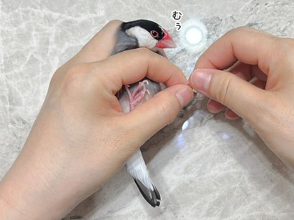 爪切りをしたらベタ慣れがすごかった