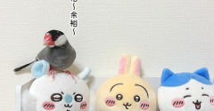 へっちゃら兄たんとビビりの弟