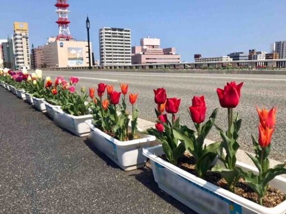 今年で41回目！色とりどりのチューリップが咲き誇る！『萬代橋』周辺で『萬代橋チューリップフェスティバル』開催。4月14日～30日。