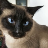 【猫画像あり】猫の写真やムービーを見ていると多くの人の不安やストレスが減少していることが判明