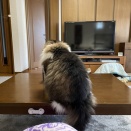 テンちゃんの魅力を定点観察