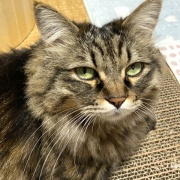 ブラッシング大好き猫