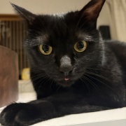 めずらしい猫パンチ