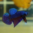 『11月23日(日)熱帯魚入荷情報🐟』の画像