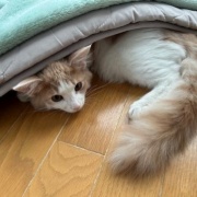 隠れることが大好きな大きな猫