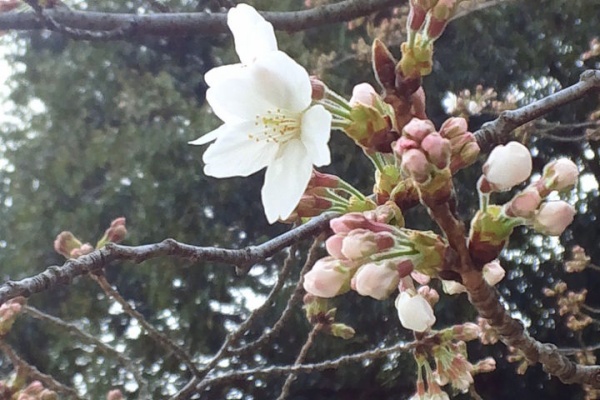 夕凪ゆらゆら 草なぎ剛