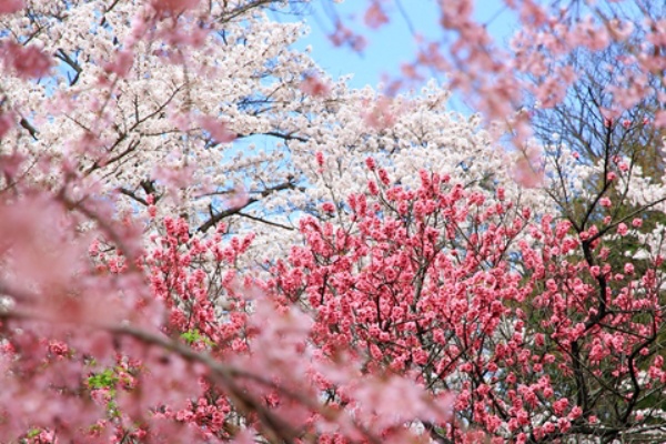 近江富士花緑公園 希望が丘文化公園でのんびりお花見タイム Kana S Travel Diary Photo Diary
