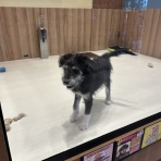 群馬県 ペットショップワンラブ スマーク伊勢崎店スタッフブログ