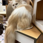 猫カフェ ねこまんまBlog