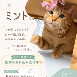 『クールなお兄ちゃん…と思いきや甘えん坊!?なミントくん💚』の画像