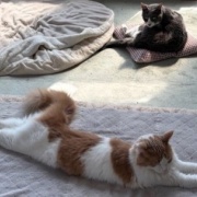 不機嫌になる理由は猫も人間も同じかも