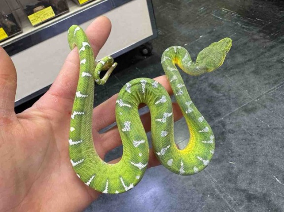 ヘビ新着！中国便＋インドネシア便＋南米便色々と！