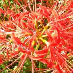 時のかけら  〜ゆるりと闘病生活〜